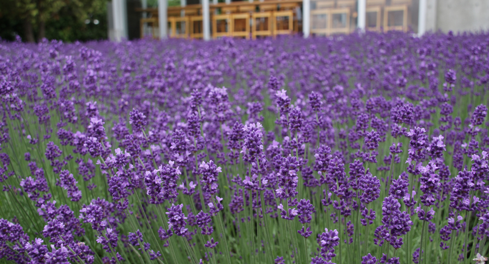 早咲のラベンダーが少しですが開花していました