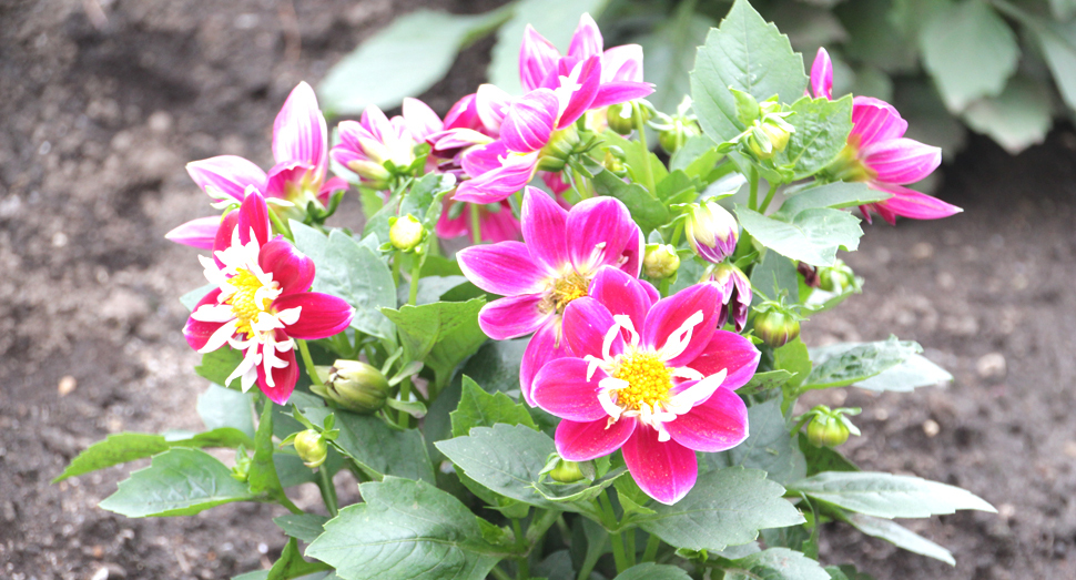 色鮮やかな花を咲かせるダリア