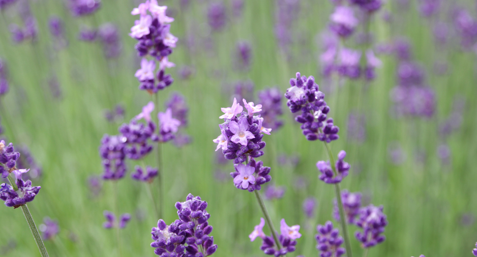 可愛らしい濃紫早咲の花