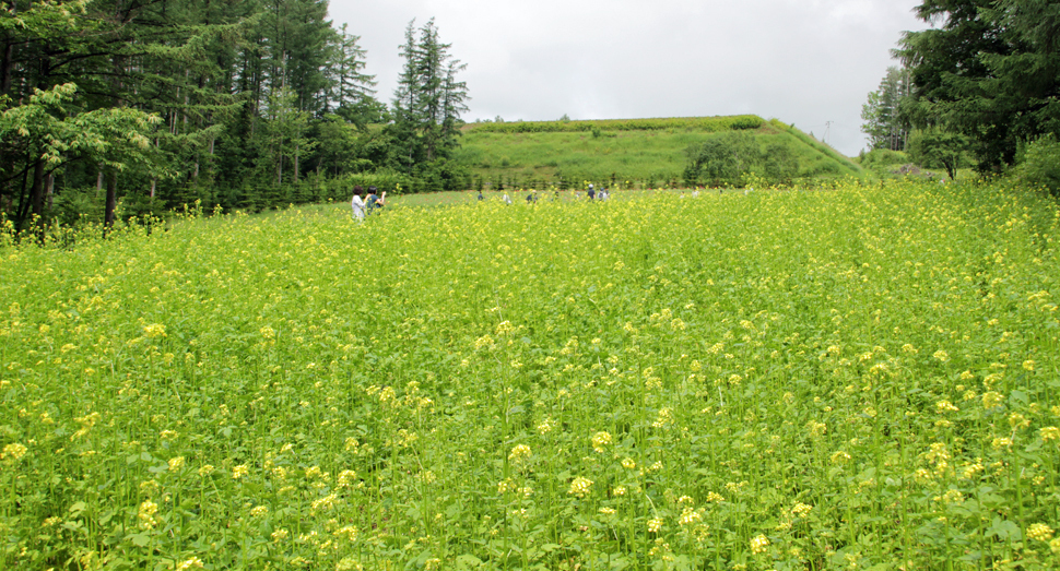 山の彩りの畑のキカラシが咲き始めています