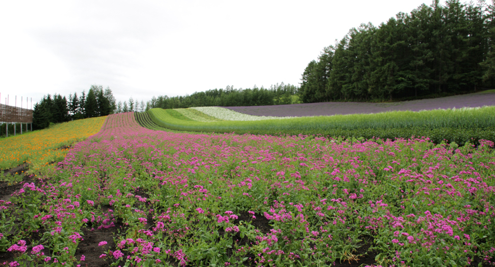 日に日に彩りの畑の花が咲いてきました