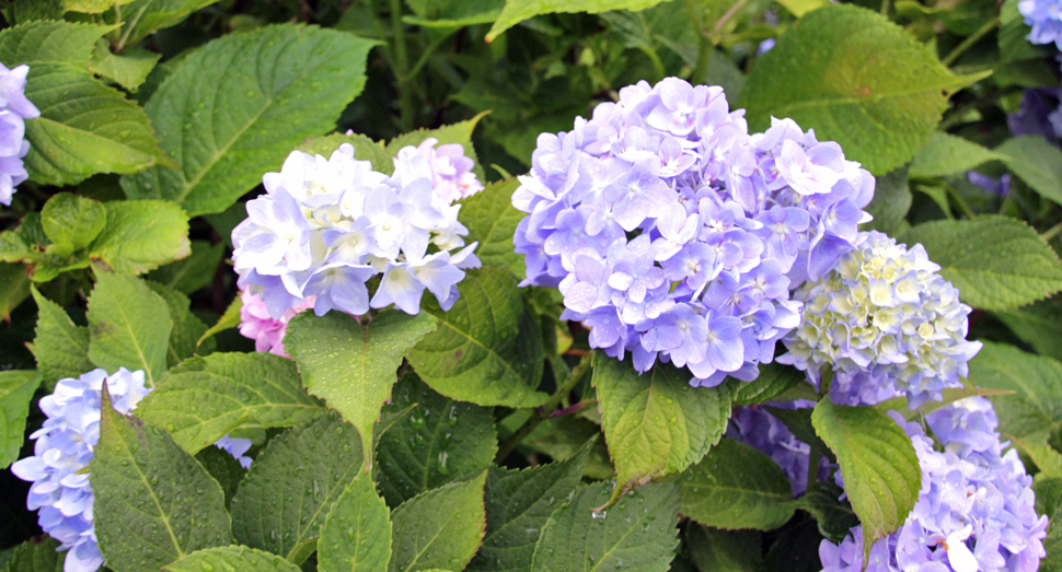 数年ぶりに満開を迎えた紫陽花