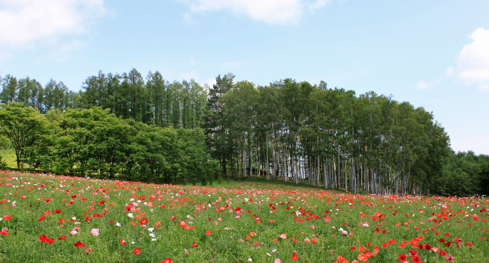 山の彩りの畑のポピーがだんだんと増えてきています