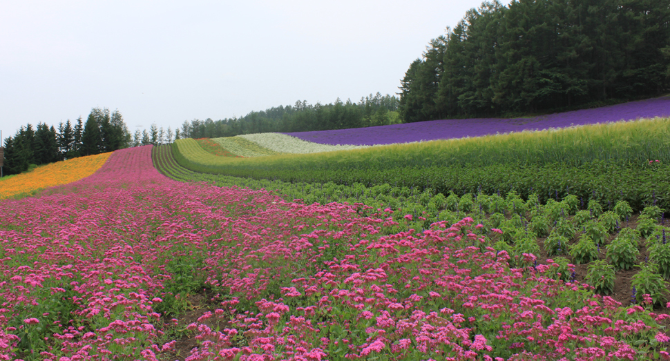 ピンクのお花は小町草です