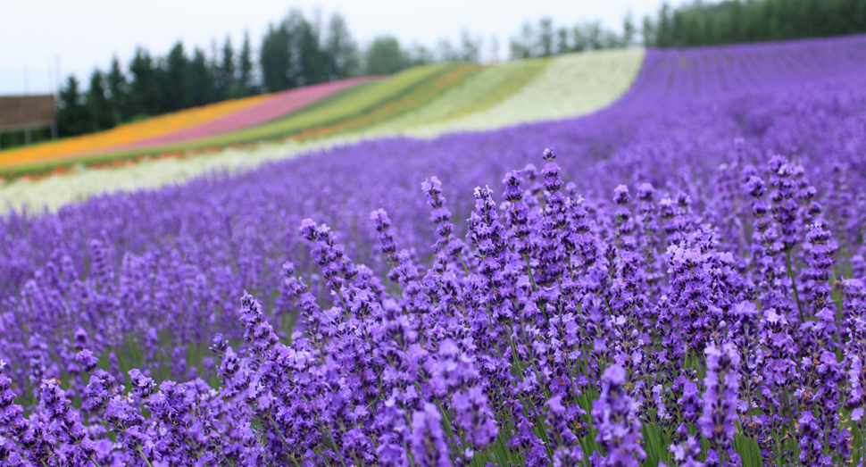 本日の彩りの畑 ファーム日誌 花畑の紹介 北海道のラベンダー畑 ファーム富田 オフィシャルサイト