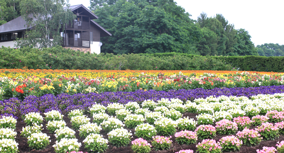 秋の彩りの畑でいきいきと咲くお花達