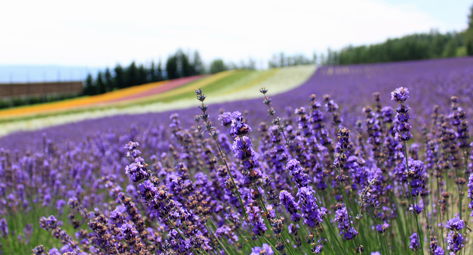 本日の彩りの畑 ファーム日誌 花畑の紹介 北海道のラベンダー畑 ファーム富田 オフィシャルサイト