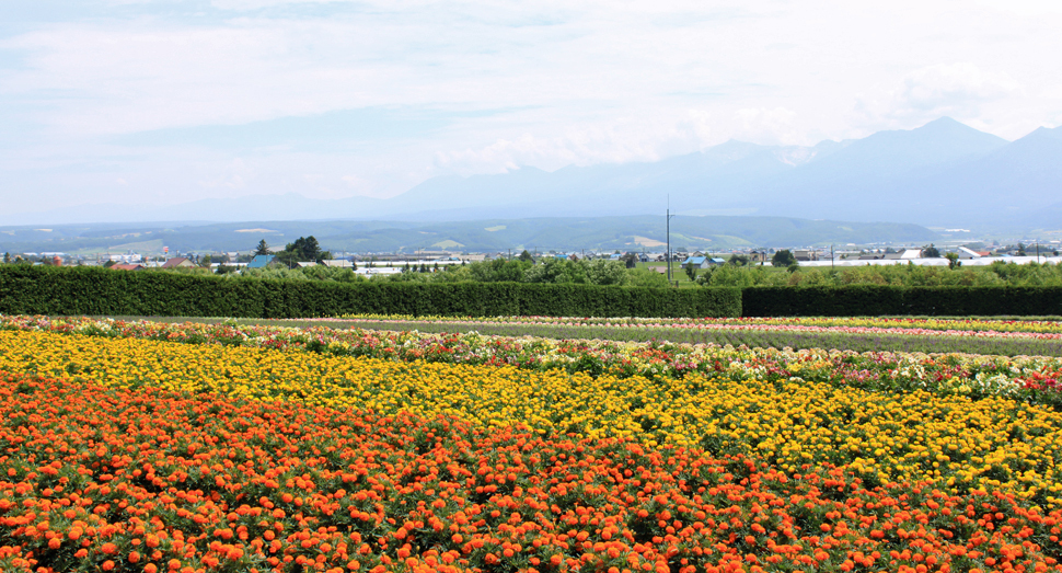 秋の彩りの畑と十勝岳連峰