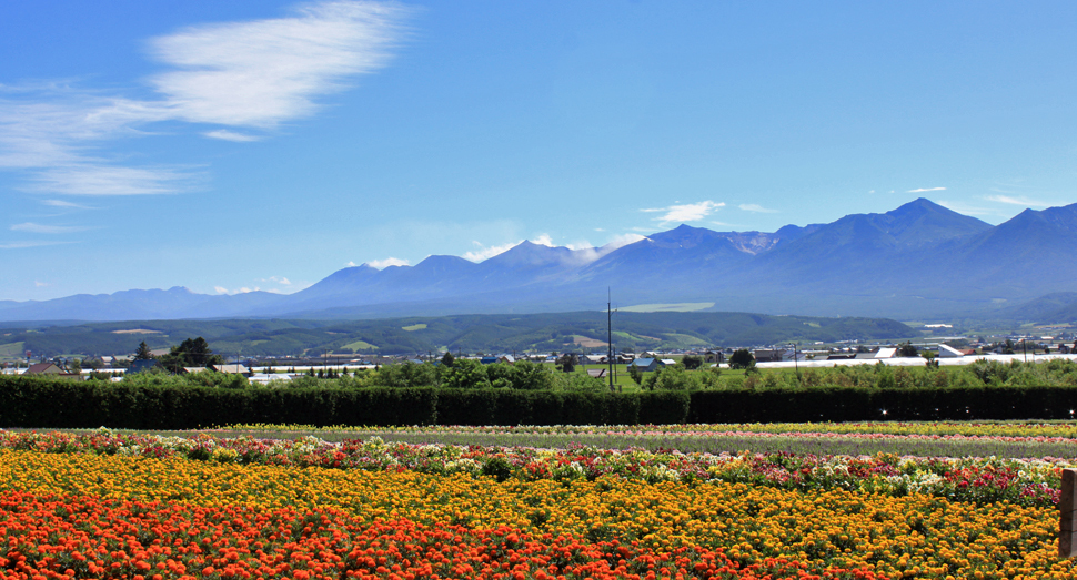 きれいな青空と十勝岳を背に秋の彩りの畑