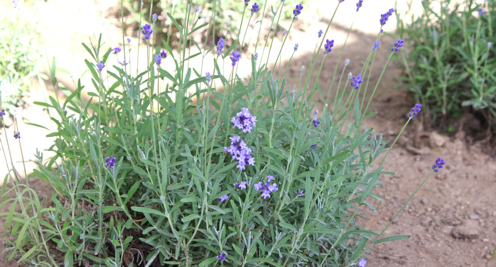 蕾の濃い紫と花の淡い色合いがとてもきれいです