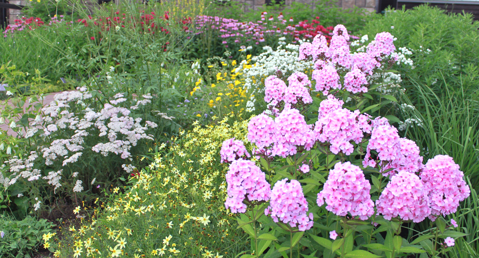 花人ガーデンでも様々な植物が元気に育っています