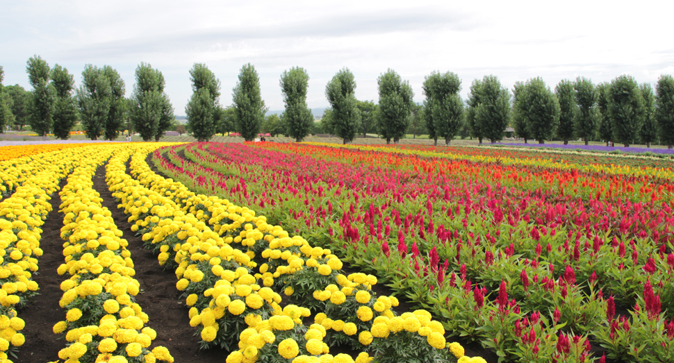 大きく生長してきた花人の畑のお花たち