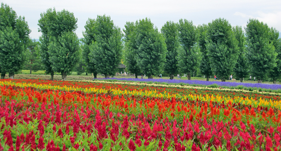 花人の畑にもたくさんの花が咲いています