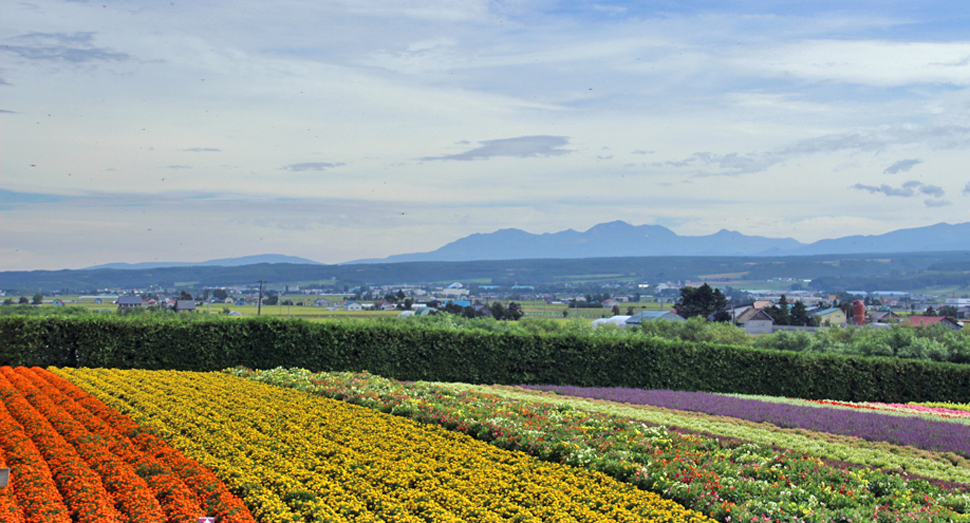 秋の彩りの畑と十勝岳連峰