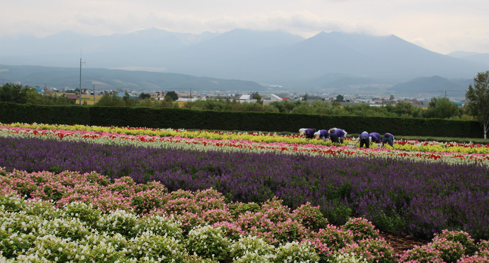 秋の花々のお手入れ中です