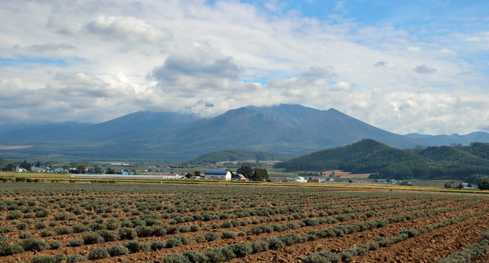 十勝岳を背景に秋晴れのラベンダー畑