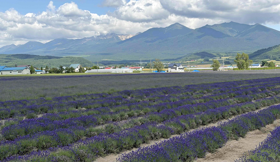 2026.07.02 雄大な十勝岳連峰とラベンダー畑