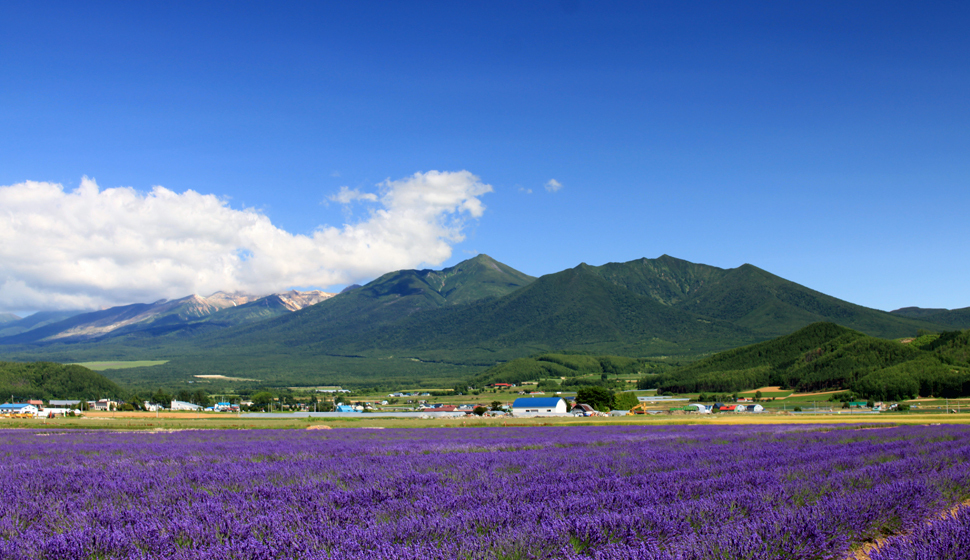 Lavender East will be open from Saturday, June 28, 2025 to Monday, July 21, 2025.　※Farm Tomita is open.