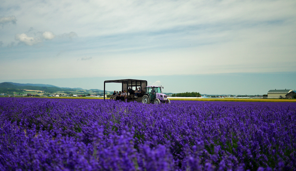 Lavender East will be open from Saturday, June 28, 2025 to Monday, July 21, 2025.　※Farm Tomita is open.