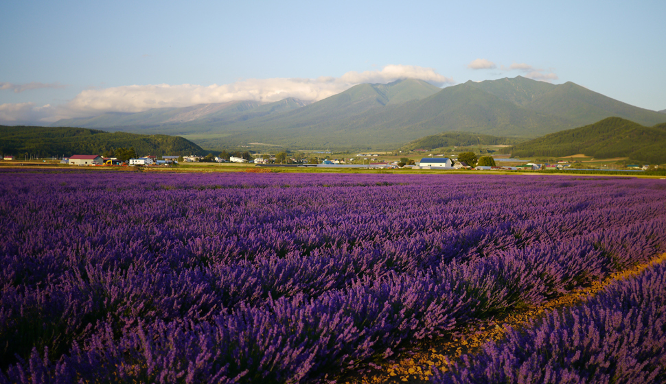 Lavender East will be open from Saturday, June 28, 2025 to Monday, July 21, 2025.　※Farm Tomita is open.