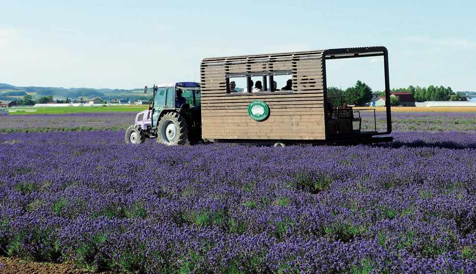 Lavender Bus