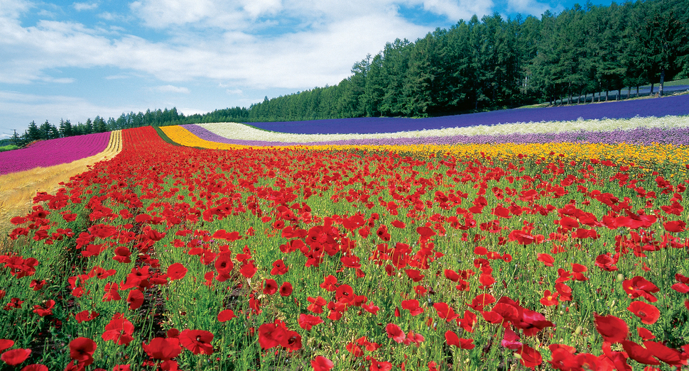 ファーム富田花図鑑 花畑の紹介 北海道のラベンダー畑 ファーム富田 オフィシャルサイト