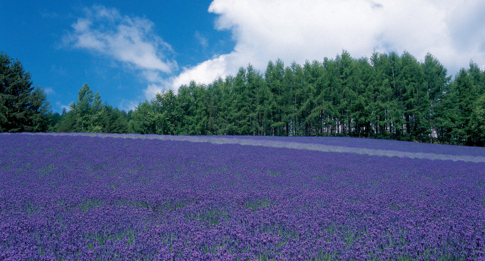 ファーム富田花図鑑 花畑の紹介 北海道のラベンダー畑 ファーム富田 オフィシャルサイト