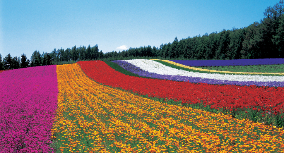 ファーム富田花図鑑 花畑の紹介 北海道のラベンダー畑 ファーム富田 オフィシャルサイト