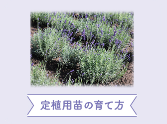 ラベンダーの育て方 ファーム富田資料館 北海道のラベンダー畑 ファーム富田 オフィシャルサイト ラベンダーの育て方 ファーム富田資料館 北海道のラベンダー畑 ファーム富田 オフィシャルサイト
