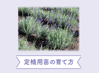 定植用苗の育て方