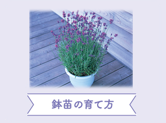 ラベンダーの育て方 ファーム富田資料館 北海道のラベンダー畑 ファーム富田 オフィシャルサイト ラベンダーの育て方 ファーム富田資料館 北海道のラベンダー畑 ファーム富田 オフィシャルサイト