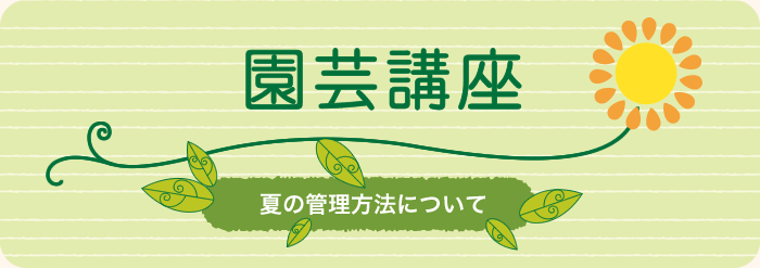 夏の管理方法について 園芸講座 ファーム富田資料館 北海道のラベンダー畑 ファーム富田 オフィシャルサイト
