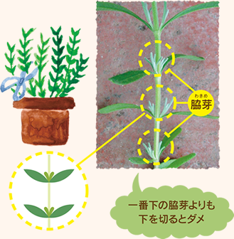 秋から冬の管理方法について 園芸講座 ファーム富田資料館 北海道のラベンダー畑 ファーム富田 オフィシャルサイト