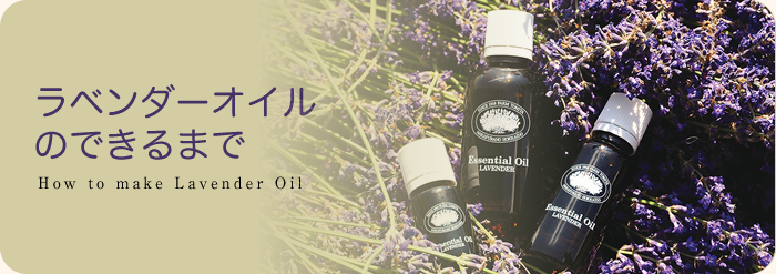 ラベンダーオイルのできるまで | HOW to make Lavender Oil