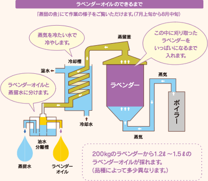 ラベンダーオイルのできるまで | 釜の中に詰め込んだラベンダーに上記を通してオイル成分を揮発させます。揮発したオイル成分はラベンダーの中を通り抜けた蒸気と一緒に、冷却槽で冷やされ、蒸留水と混ざった状態ででてきます。それを油水分離槽でオイルと蒸留水に分けます。 | 200kgのラベンダーから1.2ℓ～1.5ℓのラベンダーオイルが採れます。(品種によって多少異なります。) | 「蒸留の舎」にて作業の様子をご覧いただけます。(7月上旬から8月中旬)