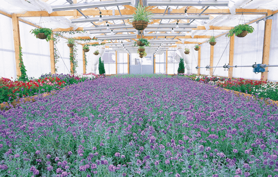 ラベンダー他、色とりどりの花々や観葉植物